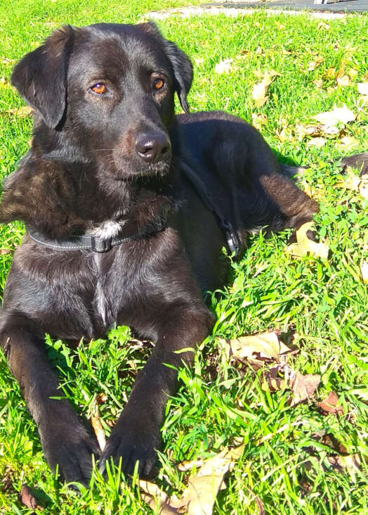 Perla