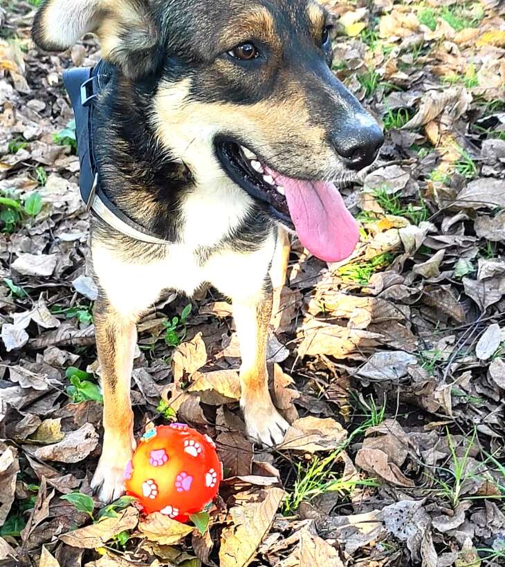 Ciko