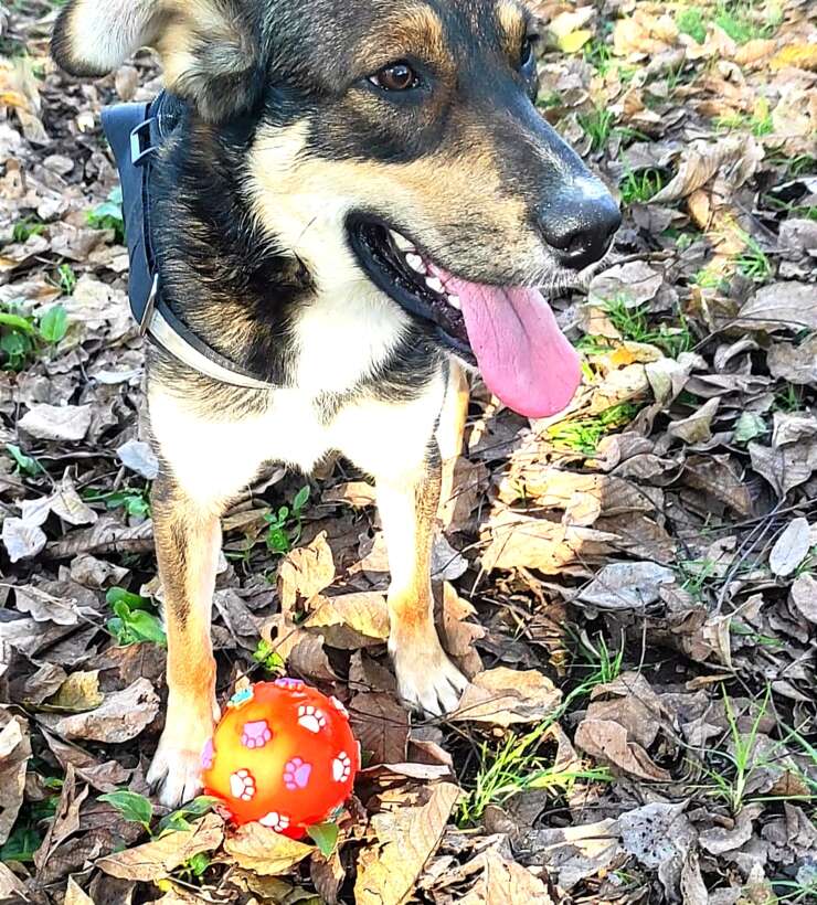 Ciko